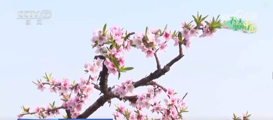做旺“美麗經濟” 傳統農作物“蝶變”成農文旅融合“黃金產業(yè)”:農作物
