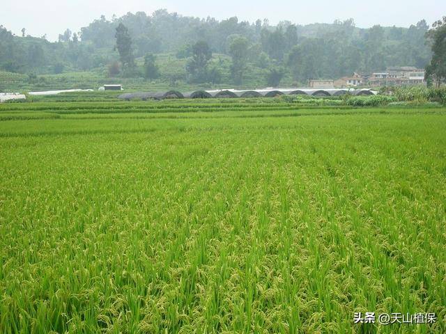 水稻一平方多少株才能高產:水稻高產