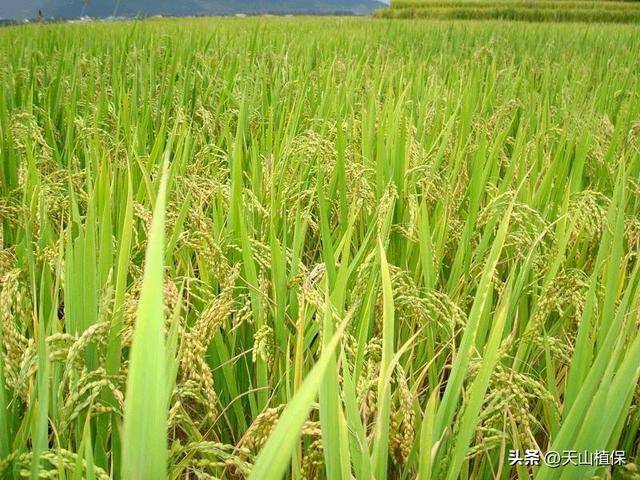 水稻一平方多少株才能高產(chǎn):水稻高產(chǎn)

