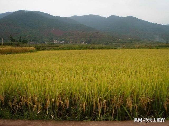 如何確保水稻品質的高質量生長:水稻品質
