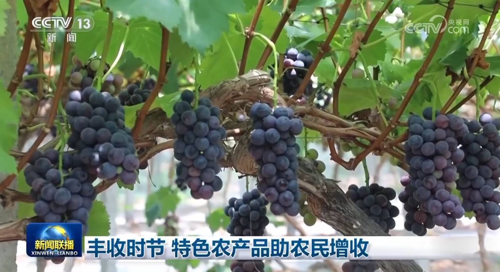 豐收時(shí)節(jié) 特色農(nóng)產(chǎn)品助農(nóng)民增收:農(nóng)產(chǎn)品
