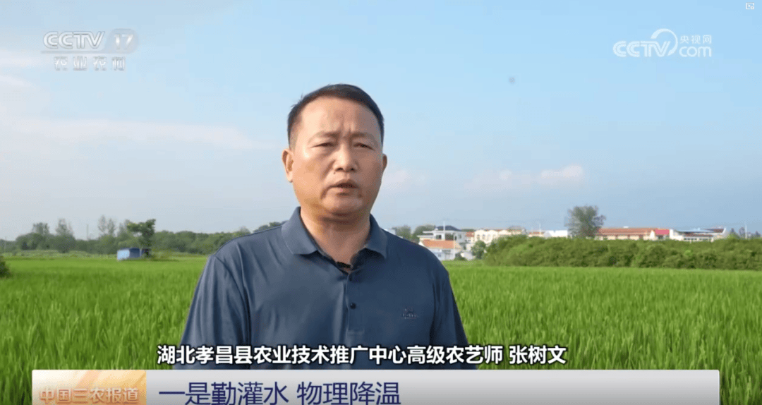 央視關(guān)注孝昌：水稻進(jìn)入孕穗期 應(yīng)對高溫灌水施肥增強抗逆性:水稻施肥
