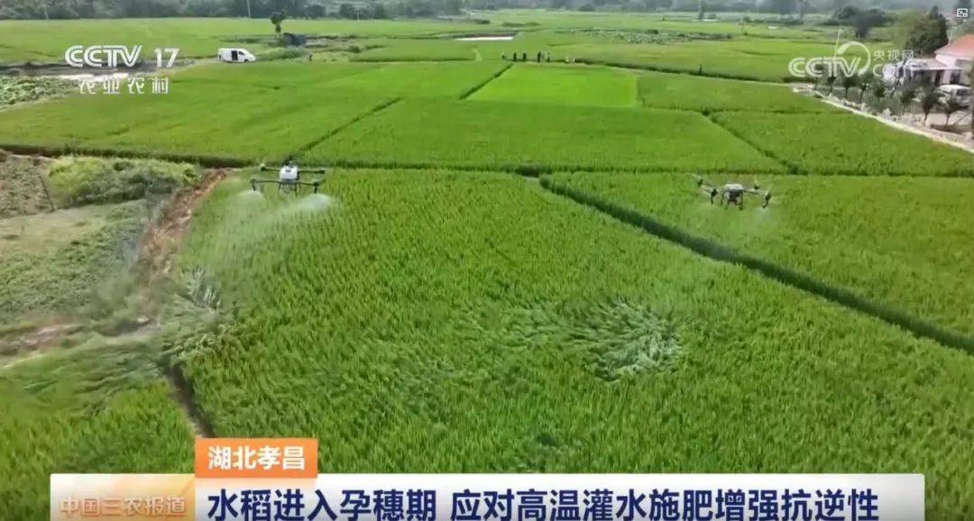 央視關(guān)注孝昌：水稻進(jìn)入孕穗期 應(yīng)對高溫灌水施肥增強抗逆性:水稻施肥
